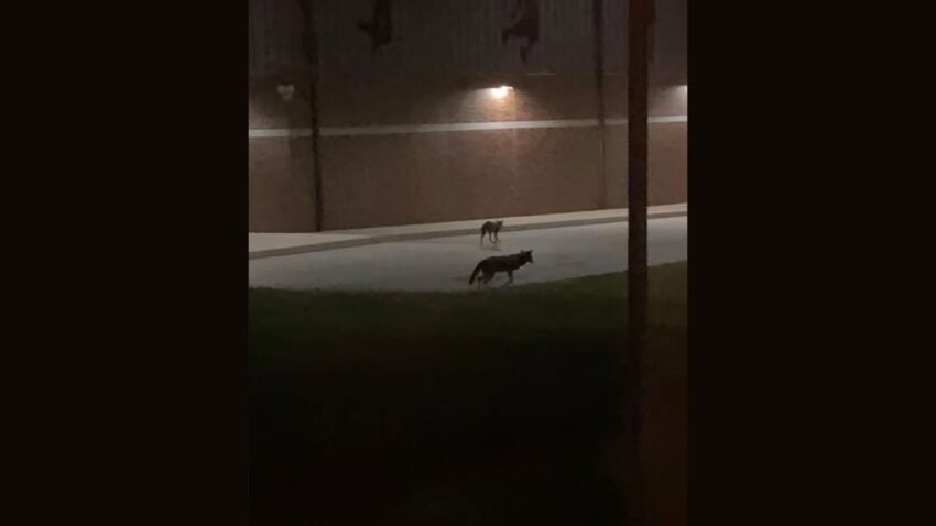 East Chicago coyotes